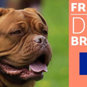 Top 10 French Dog Breeds