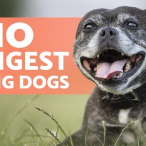 Top 10 LONGEST LIVING Dog Breeds 🐶