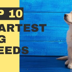 Top 10 Smartest Dog Breeds -Which One is Right for You?