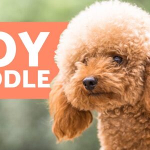 TOY POODLE - Characteristics, Character and Care