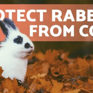 How to Protect Rabbits from COLD WEATHER 🐰❄️ Winter Rabbit Care