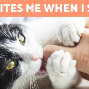 My CAT ATTACKS Me While I SLEEP 🐱🌌 (Causes and What to Do)