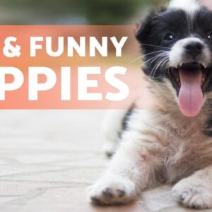 CUTE and FUNNY PUPPIES Video Compilation 🐶 Cuteness Overload!