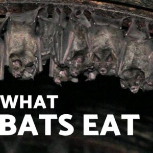 WHAT DO BATS EAT? 🦇 Type of BAT According to FOOD