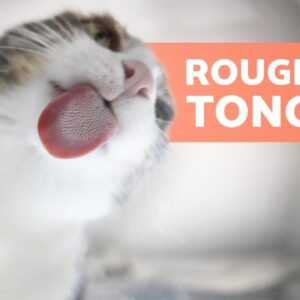 Why Are CAT TONGUES So ROUGH? 🐱👅