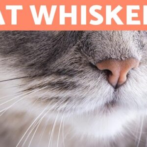 Why do CATS have WHISKERS? - What are They For?