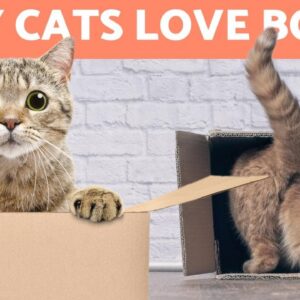 Why Do CATS Like BOXES so Much? 😻📦 (6 Reasons)