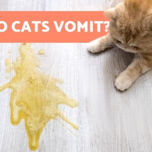 Why Do Cats VOMIT? - 8 Most Common CAUSES