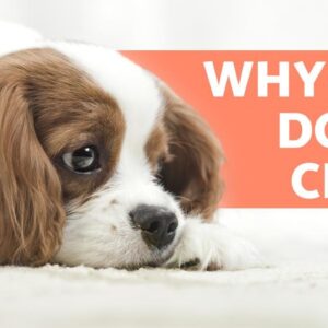 Why Do DOGS CRY? - 6 Main Causes