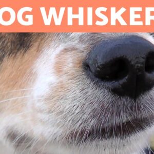 Why Do DOGS Have WHISKERS?