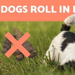 Why Do DOGS Roll in POOP? 💩🐕 (3 Reasons)