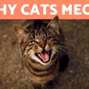 Why does my CAT MEOW When They See Me? - 7 REASONS