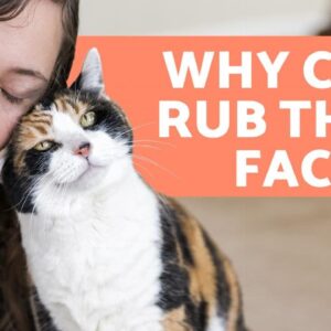 Why Does My Cat Rub His Face on My Face? - ANSWERS HERE!