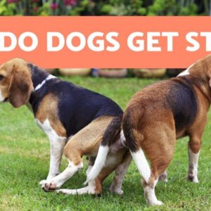 Why Dogs Get Stuck After MATING - Breeding Explanation