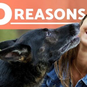 Why Get a DOG? - Top 10 Reasons