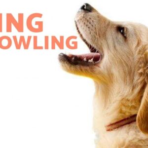 Why Is My Puppy BITING and GROWLING? ðŸ�¶