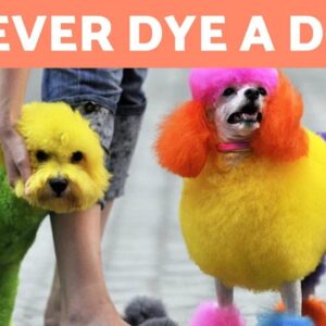 Why Should You NEVER DYE Your DOG'S HAIR? 🐶❌
