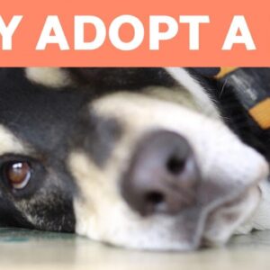 Why to Adopt a Pet and Not Buy ðŸ’– 5 REASONS