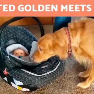 This GOLDEN RETRIEVER Is SO EXCITED to MEET His LITTLE BROTHER 🐶👶🏻