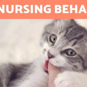 Why is My CAT Still SUCKLING? 🐱 (4 Reasons for Nursing Behavior)