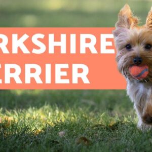 Yorkshire Terrier - Care and Training Information