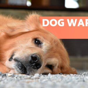 Warning Signs You Can’t Ignore In Your Dog 🐶🥺 Video Compilation