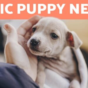 What Are a PUPPY'S BASIC NEEDS? 🐶❤️ (10 Puppy Care Essentials)