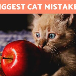 40 Ways You Can HARM YOUR CAT 🐱🚫 Some Are DEADLY!