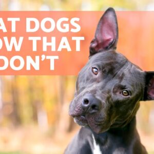 8 THINGS DOGS Can SENSE But We CAN'T 🐶