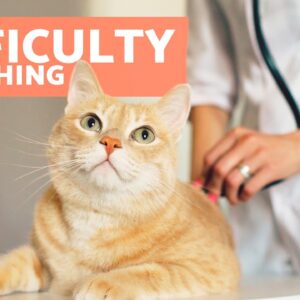 My CAT Has DIFFICULTY BREATHING 🐱 (Causes and Solutions)