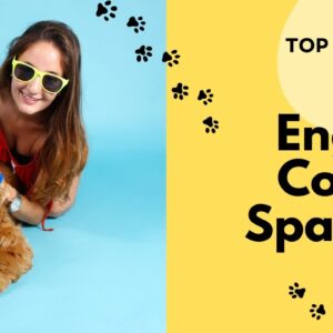 English Cocker Spaniel - Top 10 Facts
