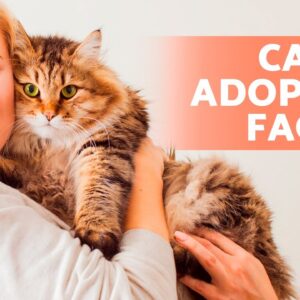 How and Where to ADOPT a CAT ðŸ�± (Requirements, Price and Frequently Asked Questions)