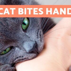Why Does My CAT Keep BITING My HANDS? 🐱✋🏻 (5 Reasons)