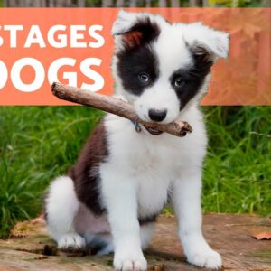 How Long is a DOG Considered a PUPPY? 🐶 ( Behavioral Stages of Dogs)