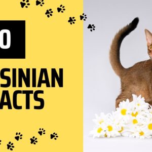 Top 10 Facts - Abyssinian Cats