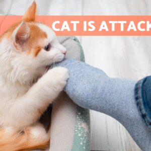 Why Does My CAT ATTACK Me for NO REASON? 🐱 (9 Causes)