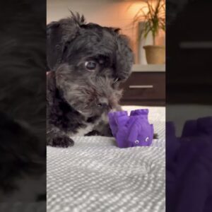 Cute Puppy vs. Purple Squeaky Toy
