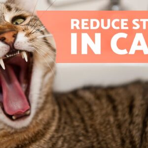 How to RELAX a STRESSED CAT 🐱 Keep Your Kitty Calm