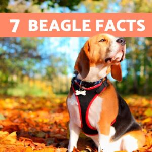 7 FACTS About the BEAGLE DOG BREED 🐶🐾 Why They Are So Loveable!