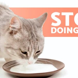 10 COMMON MISTAKES When CARING for a CAT 🐱 What to Avoid!