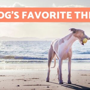 12 THINGS DOGS LOVE THE MOST 🐶