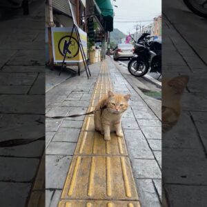 Cat On The Street Interviews