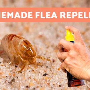 How to REPEL FLEAS From the HOME 🪳❌ 5 Natural Remedies ✅