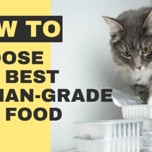 How to Choose the Best Human-Grade Cat Food – What You Need to Know