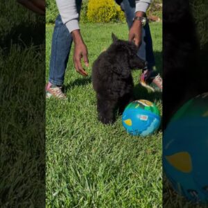 Playing With  Adorable Black Poodle