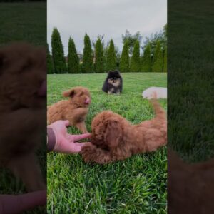 Playing With Dogs