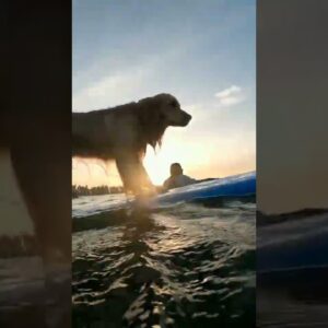 Surfing Dog!!