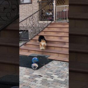 Two Dogs Playing On Stairs!