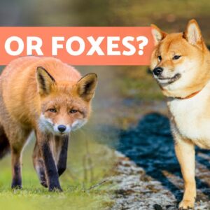 10 DOG BREEDS That Look Most Like FOXES 🦊
