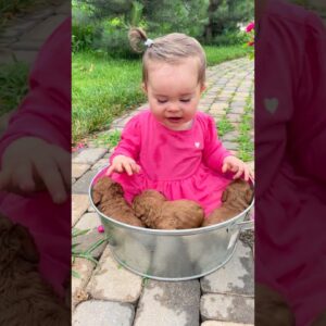 A Toddler and Puppies in a Bucket